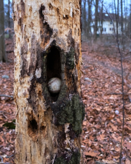 598359585 1277586611068517 6139550753982369966 n