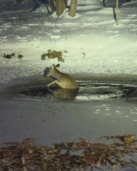 Firefighters Bravely Rescue Trapped Doe from Frozen Franklin Lakes Pond 628013175 1356065016558660 4737026683529901492 n