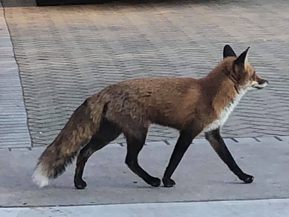 140249642 10224590456058361 6112308982330387492 n