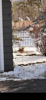 Wild Neighbors: Why More Foxes are Being Spotted in Ridgewood Yards 643538383 26044655191850033 2061273278406931423 n