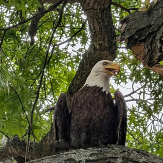 Bald Eagle Spotted in Ridgewood ,Just in Time for America's 250th America's 250th Anniversary 707079504 18092494028360642 3729429840913943214 n