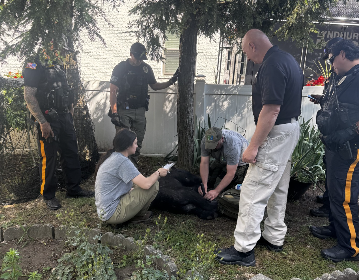 Lyndhurst Police Turn Rogue Black Bear Sighting Into Viral World Cup Meme Screenshot 2026 06 17 081719