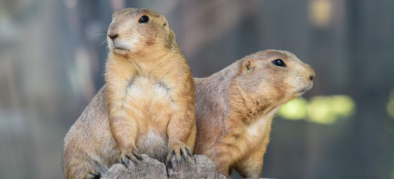 Bergen County Zoo Announces Early Closure Screenshot 2026 07 03 071242