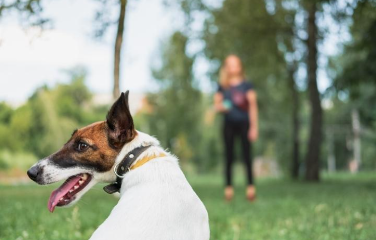 The Best Dog-Friendly Parks and Walking Trails Near Ridgewood Screenshot 2026 07 20 091441