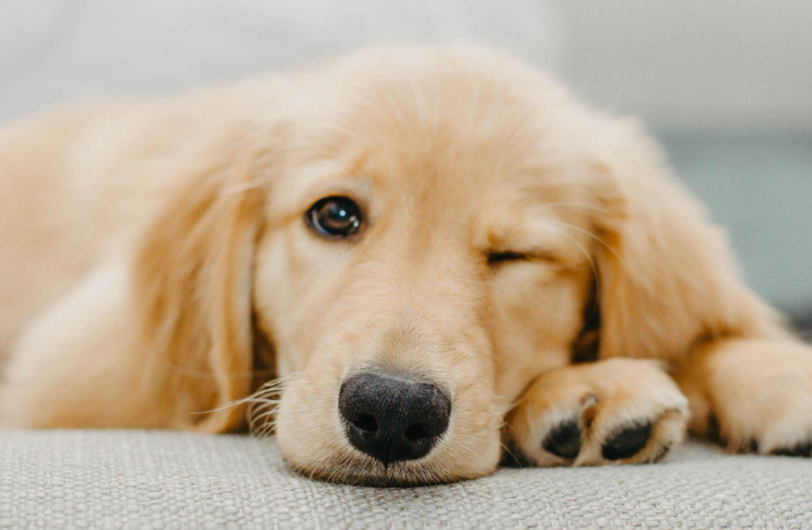 Helping Dogs Stay Active as They Age: What Every Owner Should Know Screenshot 2026 07 24 101629