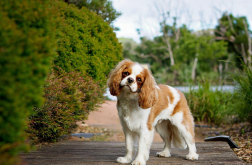 Helping Dogs Stay Active as They Age: What Every Owner Should Know Screenshot 2026 07 24 101636