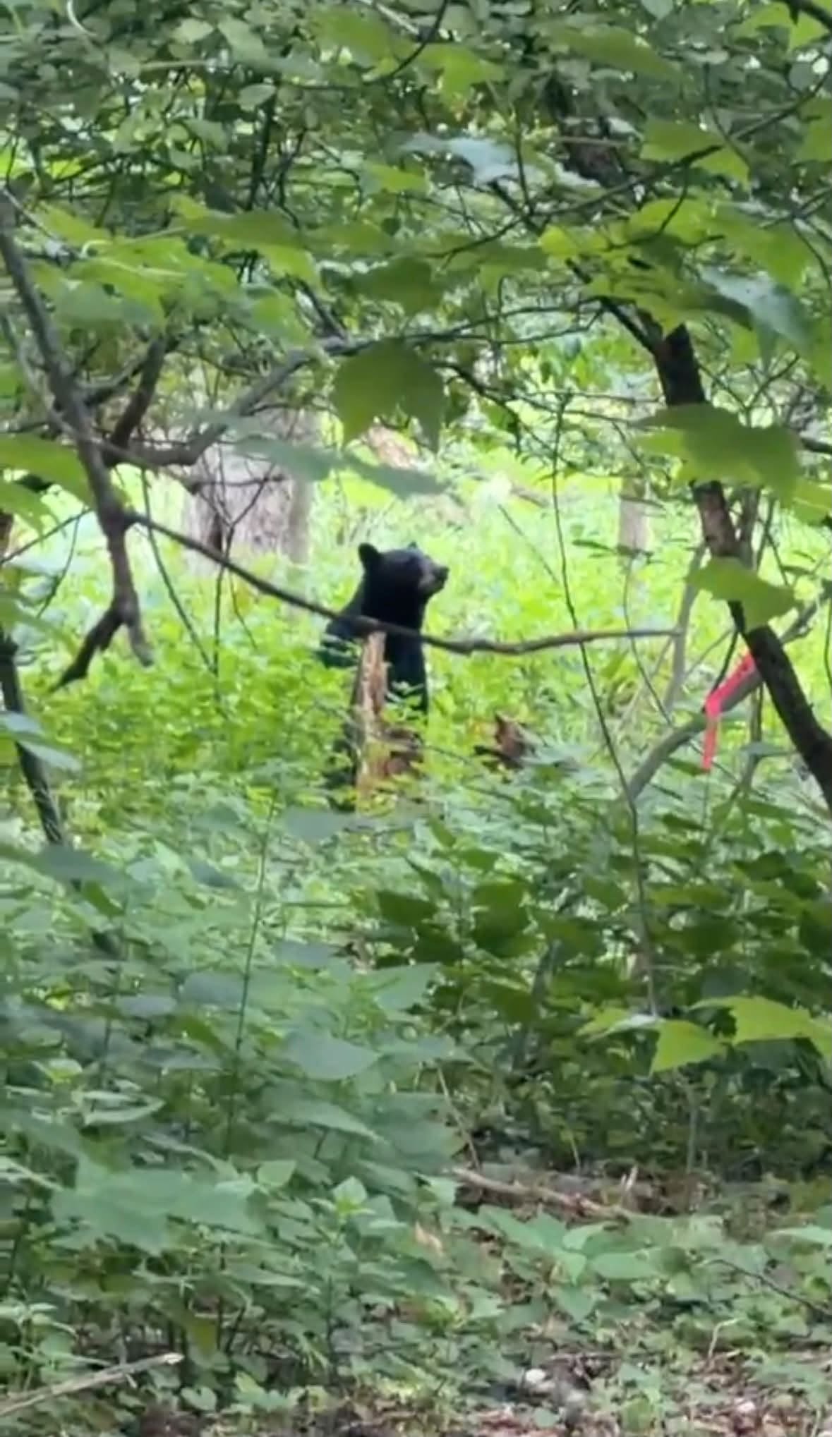 Black Bear Spotted Near Bergen County Elementary School: Hillsdale Police Issue Urgent Safety Alert 760819669 1457867179709684 5015737291279738571 n