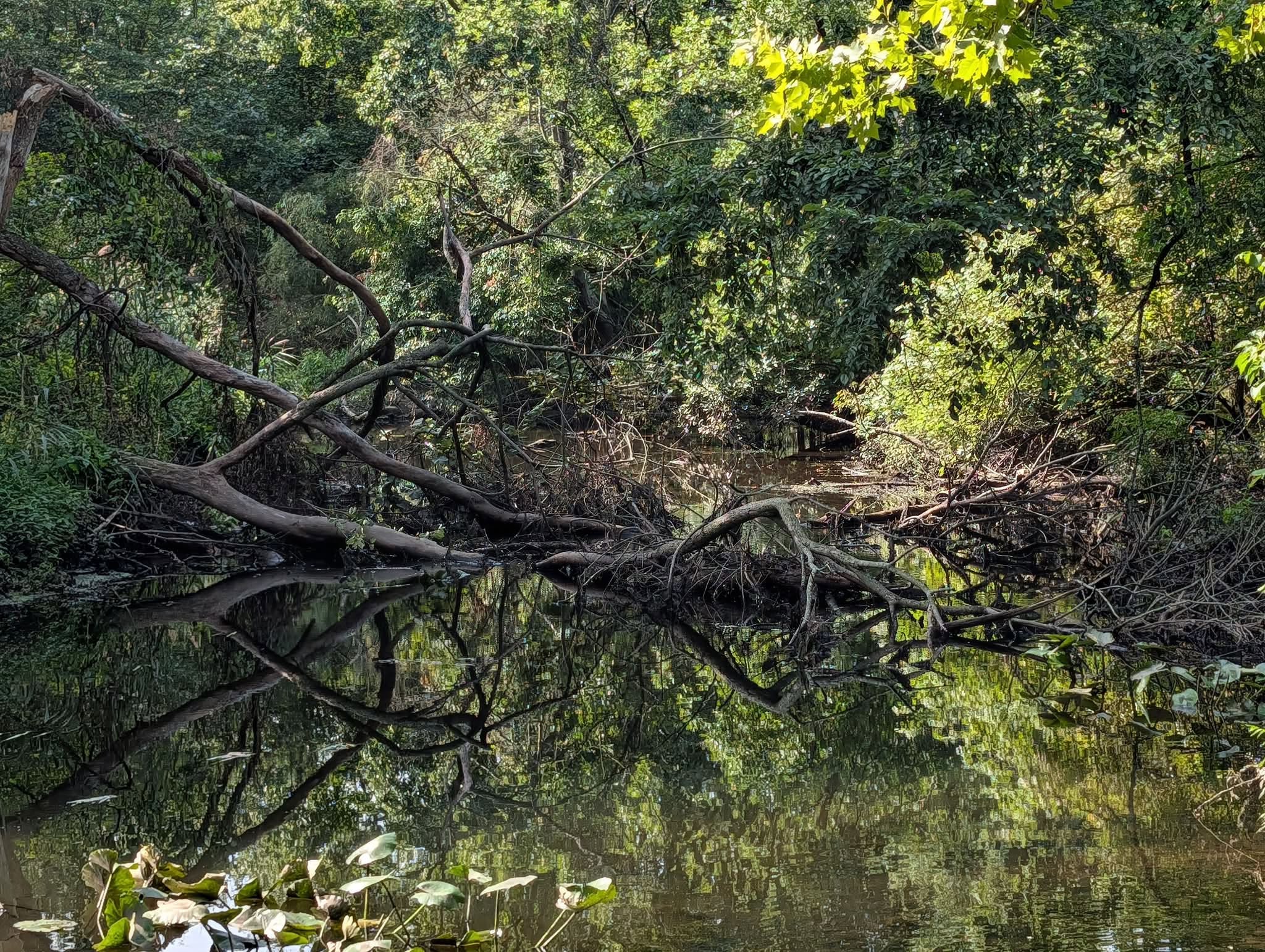 “50 Years of Neglect”: How Regional Flooding is Destroying Pascack Valley’s Irreplaceable Canopy 779957673 1549206783885657 6685870768886785129 n