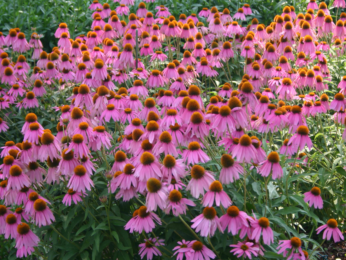 How Fair Lawn, Is Trying to Save Butterflies and Bees With a Bold New Native Plant Law Screenshot 2026 08 02 060828
