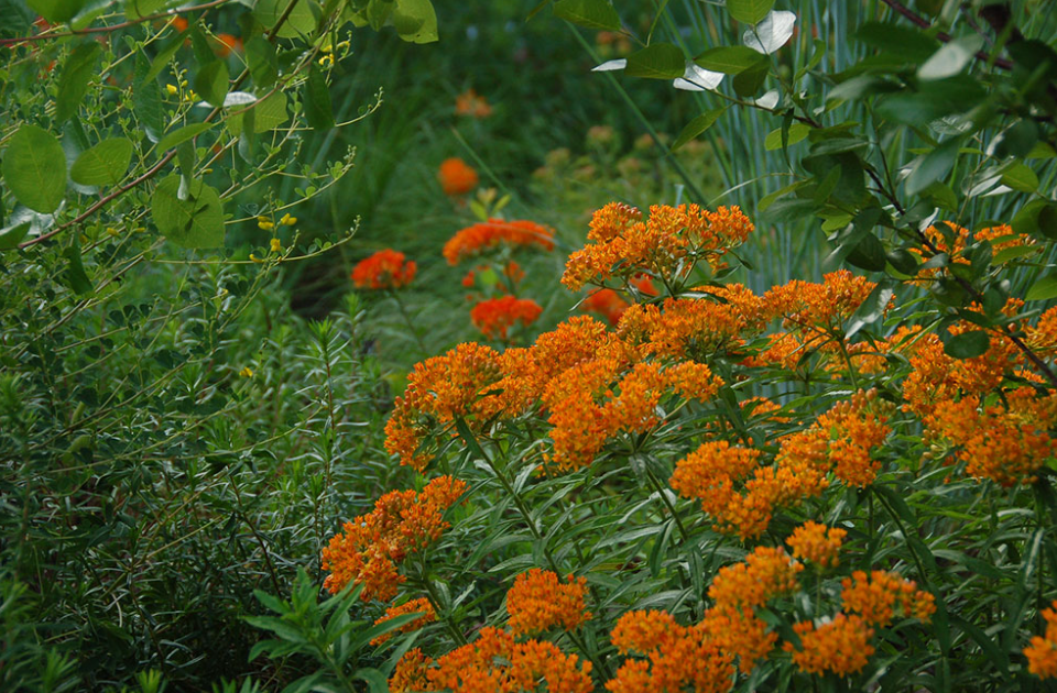 Transform Your Yard into a Low-Maintenance Sanctuary with New Jersey Native Plants Screenshot 2026 08 20 060615