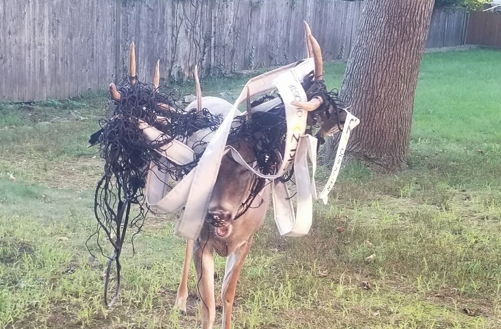 Deer Trapped in Sports Netting in Closter Sparks Debate Over Local Wildlife Rescue Options in North Jersey image0 38